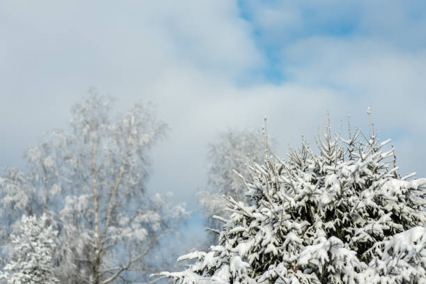 A snow covered pine tree with a cloudy sky in the background. The sky is blue and the snow is white