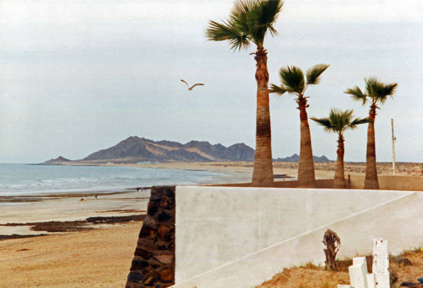 istock Puerto Penasco Palms 2203547757