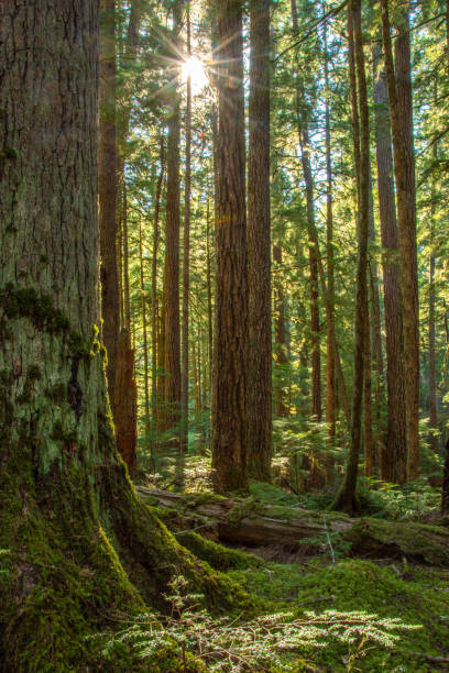 istock Moss covered trees in the Hoh rainforest, Olympic National Park. 2203548242