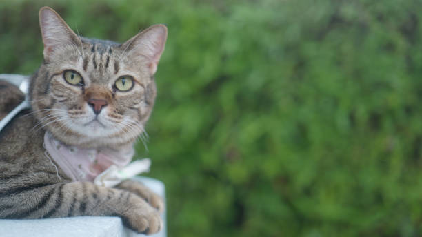 istock Portrait of cute Thai cat. 2203551276