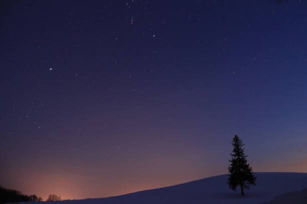 Pine tree standing in the snow field and starry sky
