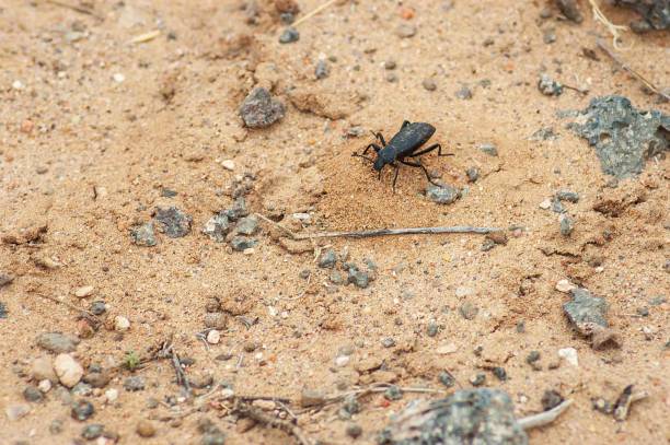 istock Dung Beatle at Petroglyph National Monument in New Mexico 2203553217