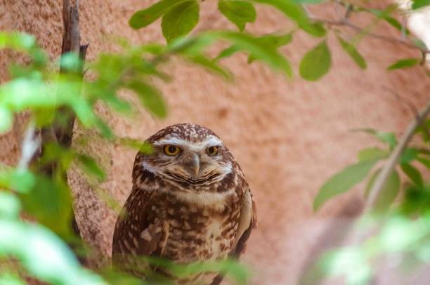 istock Owl at Living Desert Zoo Gardens State Park 2203553459