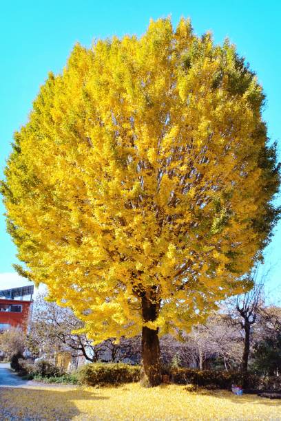 istock Golden Ginkgo Tree in Autumn Park 2203553776