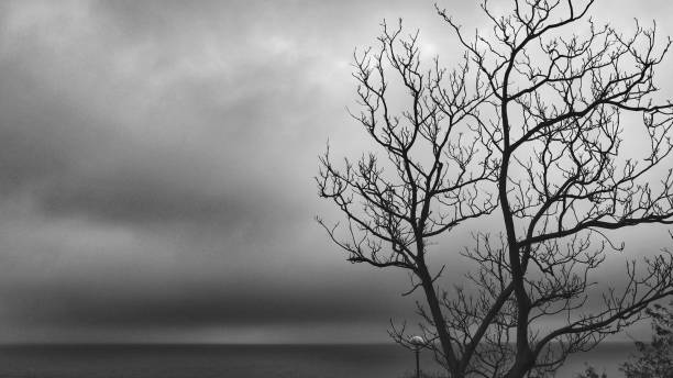 istock Leafless Tree Against Cloudy Sky by the Sea 2203553803