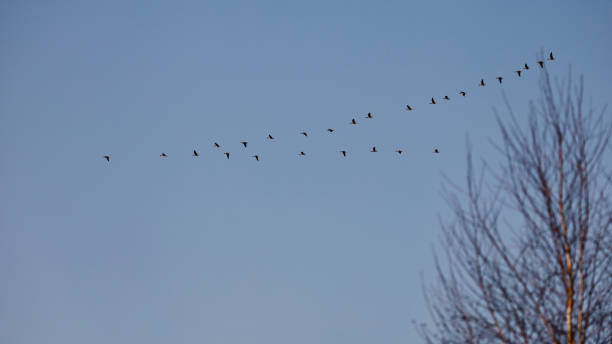 istock A flight of geese against a blue sky with a leafless tree in the frame in spring. 2203554407