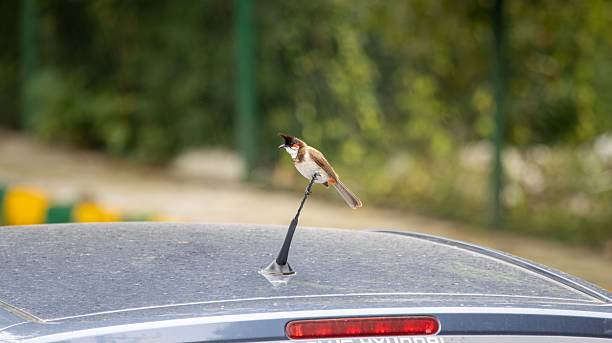istock Red-whiskered Bulbul on car antenna 2203554939