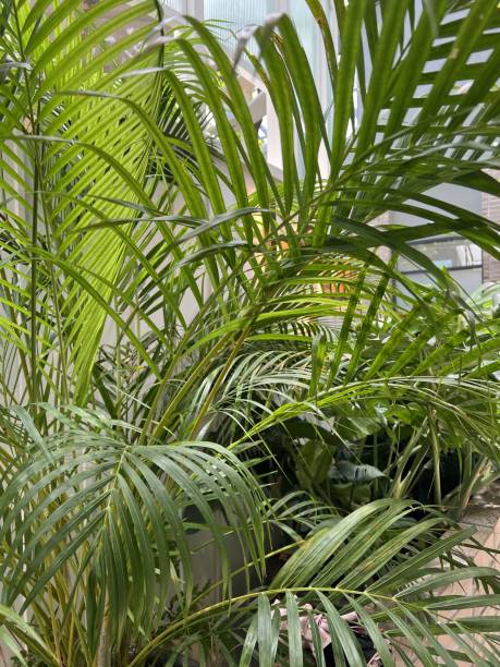istock Lush indoor palm leaves in natural light. 2203555490