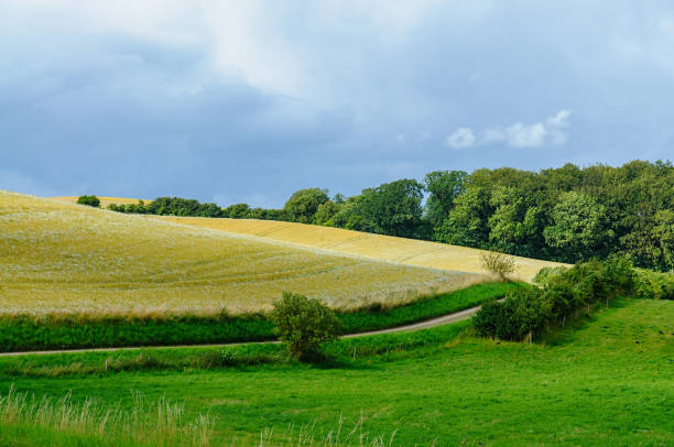 Golden fields meet vibrant green pastures in a tranquil rural setting, surrounded by trees and under a cloudy sky.