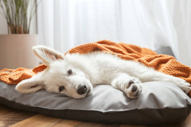 White Swiss Shepherd puppy lying on his bed covered with a knitted blanket