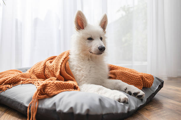 istock White Swiss Shepherd puppy lying on his bed covered with a knitted blanket 2203556918
