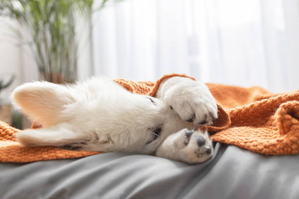 istock White Swiss Shepherd puppy lying on his bed covered with a knitted blanket 2203556934