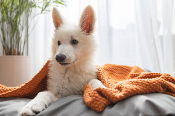 istock White Swiss Shepherd puppy lying on his bed covered with a knitted blanket 2203556939