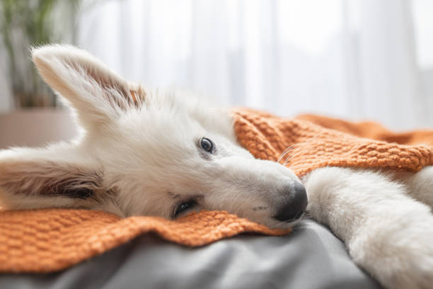 istock White Swiss Shepherd puppy lying on his bed covered with a knitted blanket 2203556940