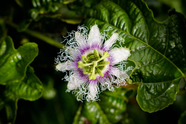 istock Flower of Passiflora edulis, commonly known as passion fruit 2203557954
