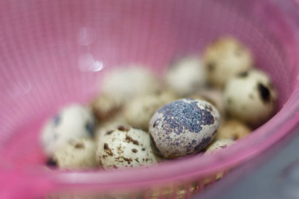 Quail eggs in a basket, Quail eggs are rich in high quality protein which is important for the growth and repair of body tissues.