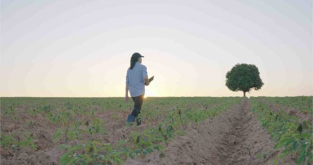 istock Female Agronomist Walking Through Cassava Field at Sunset. 2203558481