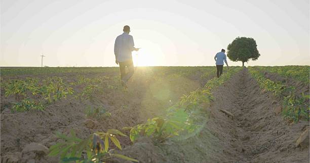 istock Farmers Walking Through Cassava Field at Sunset. 2203558498