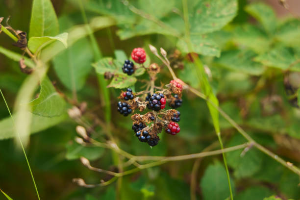 Wild blackberry berry on a bush