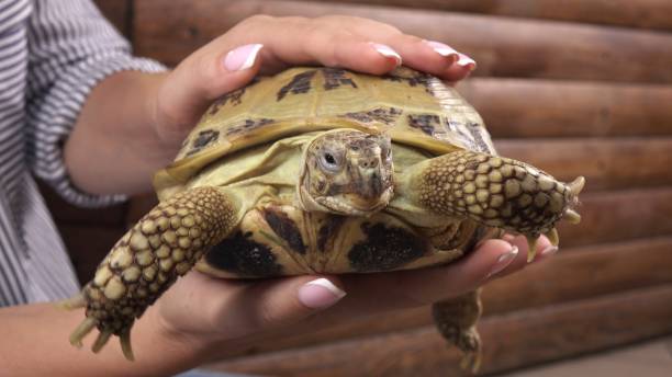 istock Woman Holding a Tortoise Close-Up 2203561370