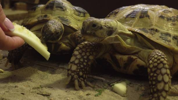 istock Close-Up of a Tortoise Eating Fresh Vegetable 2203561501