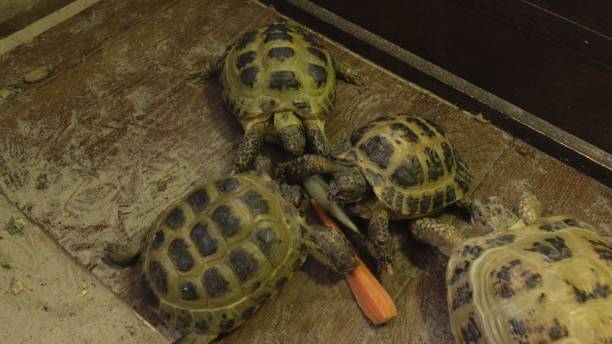 istock Group of Tortoises Eating Fresh Vegetables 2203561543