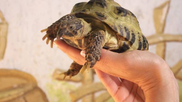 istock Woman Holding a Tortoise Close-Up 2203561623