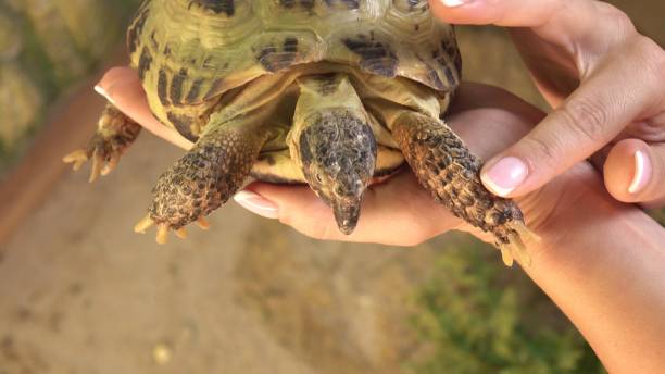 istock Woman Holding a Tortoise Close-Up 2203561650