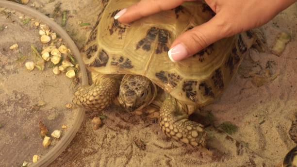 istock Woman Holding a Tortoise Close-Up 2203561682