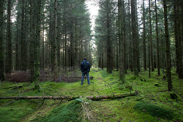 man standing in pine forest on moss covered path looking ahead thinking, denmark, viborg, europe