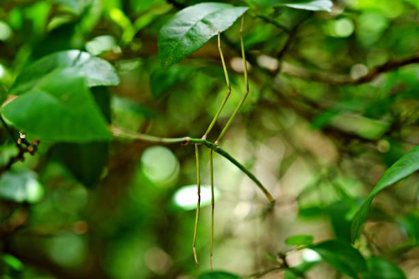 Close-up of an insect on a branch