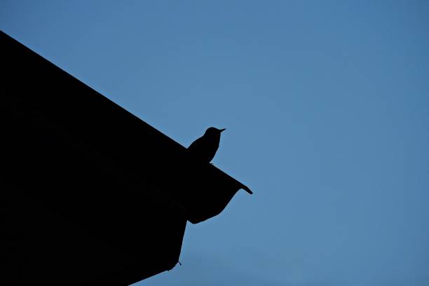 Birds on the roof at dusk