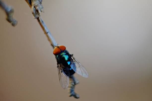 Fly, flies, house fly, horse fly, fruitfly