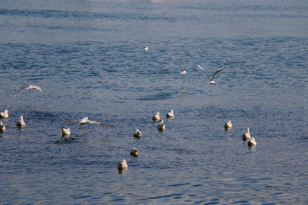 istock Flock of Seagulls 2203567379