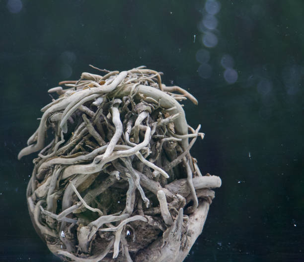 Nature creates the most artistic objects - if you look hard enough.