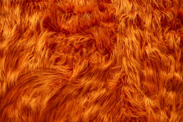 istock Fur texture, Fur background for design with copy space for text or image. 2203569141