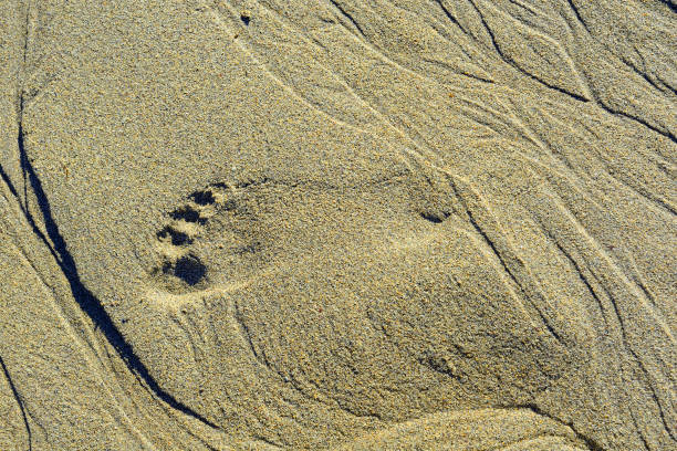 istock Abstract shapes in sand - background 2203572869