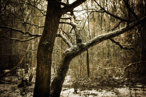 Wolski Forest. Sunshine in forest. Close shoot. Cracov in Poland. No people