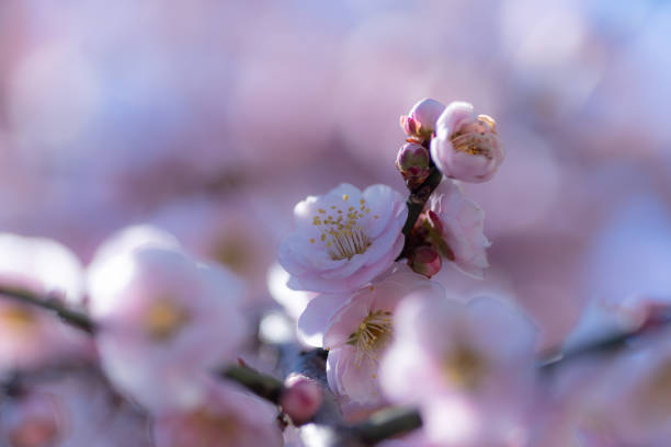 istock Plum blossoms photographed with a macro lens 2203573713