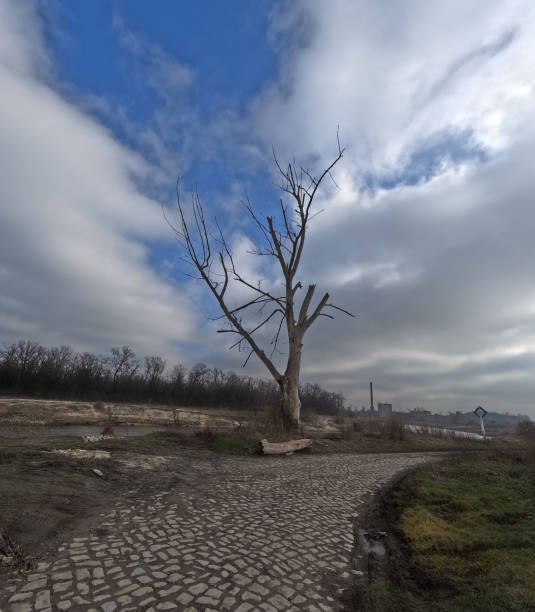 istock Dry trunk of a dead tree with branches without leaves, a dead tree on the river bank. Ecological landscape. 2203577368