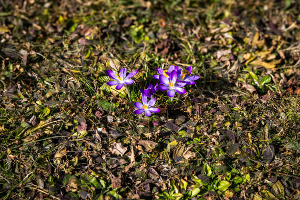 istock Crocuses. Spring multi-colored purple and yellow crocus flowers on the lawn. 2203577451