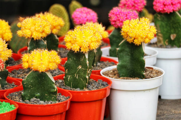 Sunlit yellow cacti burst with cheerful blooms in vibrant red and white pots, creating a lively and delightful scene. Their intricate details and contrasting colors make for a captivating display.