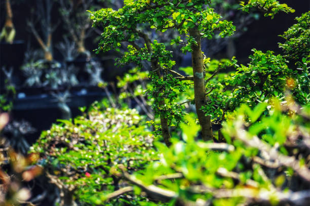 Japan is a perfect country. Everything is respected, everything is clean, the Japanese are very well-mannered. The food is a delight of refinement, the taxi drivers have white gloves, their gardens are super-maintained, in short, it is a truly exotic country.