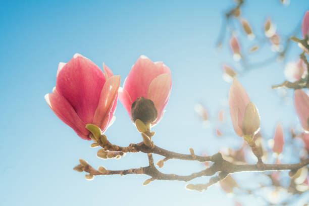 Magnolia flowers blooming in springtime