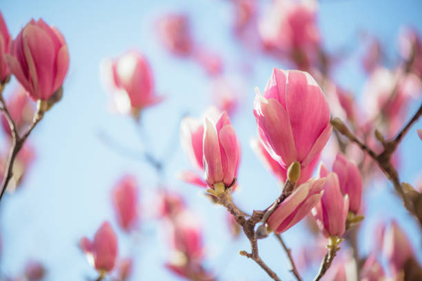 Magnolia flowers blooming in springtime