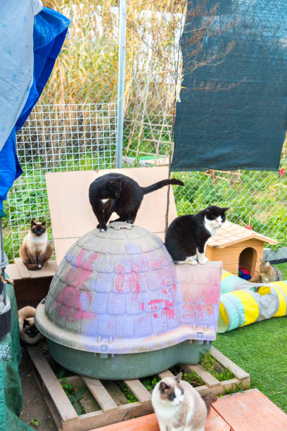 istock Many cats together in cat shelter playground. 2203580823