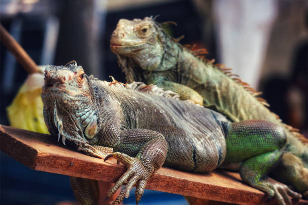 Two iguanas bask together on weathered wood, their textured scales and intense gaze captivating.  A rustic, intimate scene.