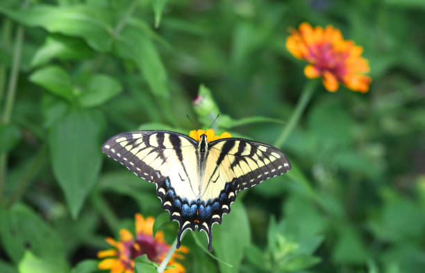 istock Swallowtail Butterfly on Zinnia flower 2203583163