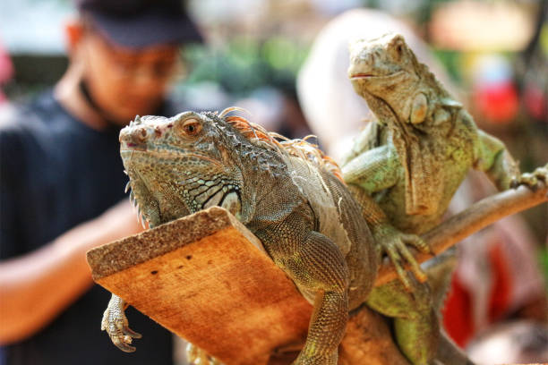 Vibrant Green Iguana Perched on a Wooden Branch