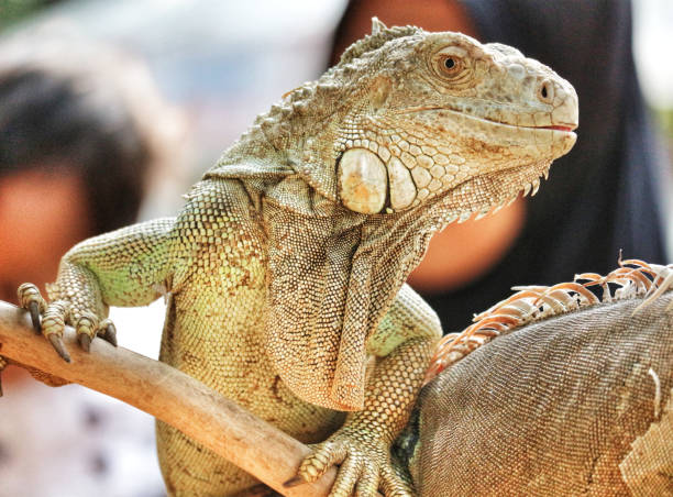 istock A striking green iguana perches on a branch, 2203583505